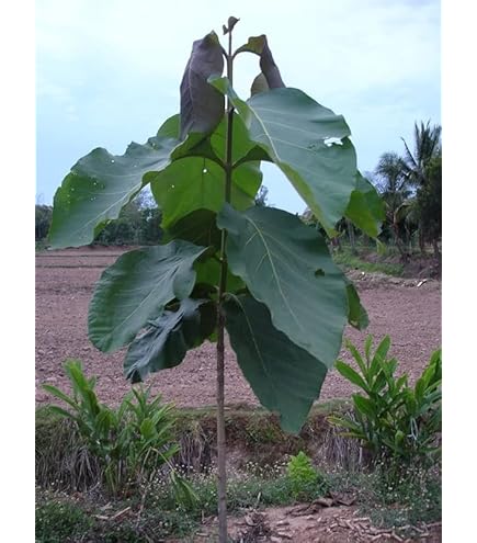 ALL IN ONEE Rare Burma Teak Wood Tree Hybrid Sagwan Segun Shegun